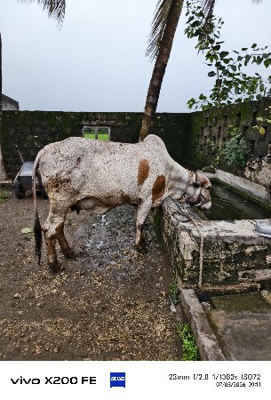 લીલડું ગાય વેચવા ની છે