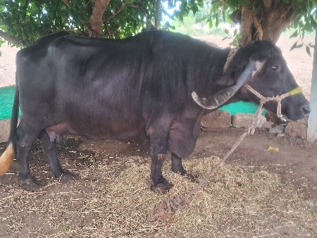 ચોથુ વેતર ૧૦ દિવસ ની વાર