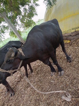 બીજું વેતર હે