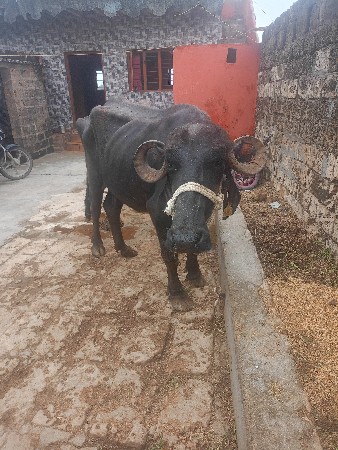 ભેંસ વેચવાની છે