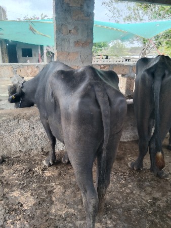 પાડો વેચવાનો