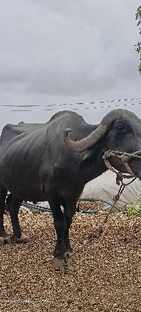 ભેંસ વેચવાની છે. ચોથુ વેતર છે.