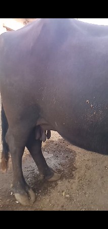 ભેસ વેચવાની