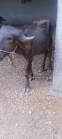 પાડો વેચવાનો છે