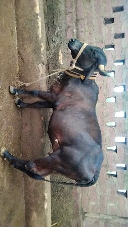 ગાય વેશવાની છે