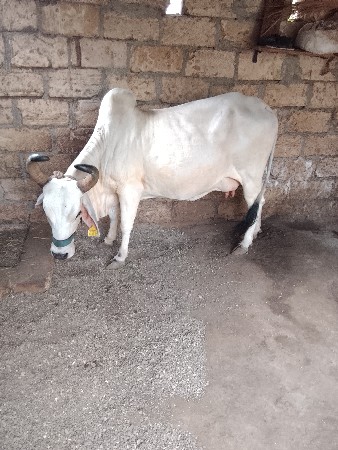દે સી ગા ઈ સે