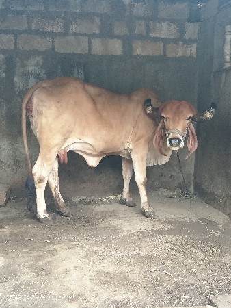 ગીર ભૂરી ગાય વેચવાની છે
