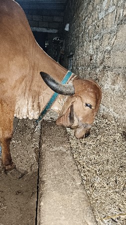 વેચવાની