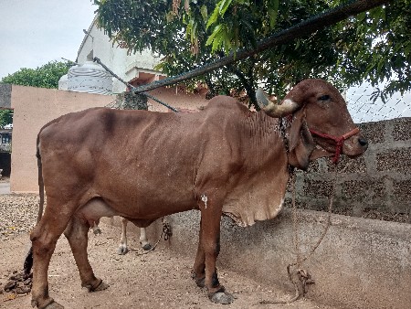 ગાય વેચવાની છે