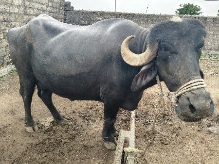 બીજા વેતર માં 25 દિવસ કાચી