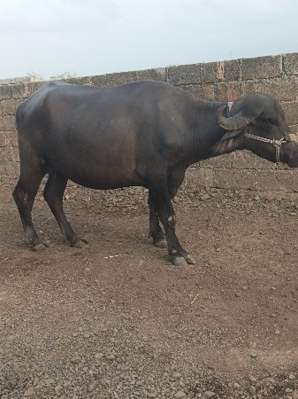 ખડેલી  વેચવાની છે