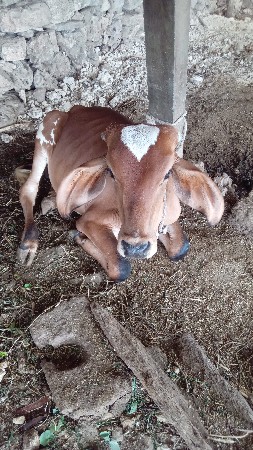 વાછડા ના સાટા કરવાના છે
