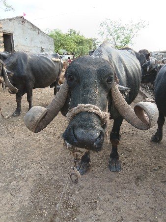 વેચવાનો છે