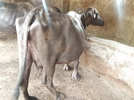 ભેસ વેચવાની છે