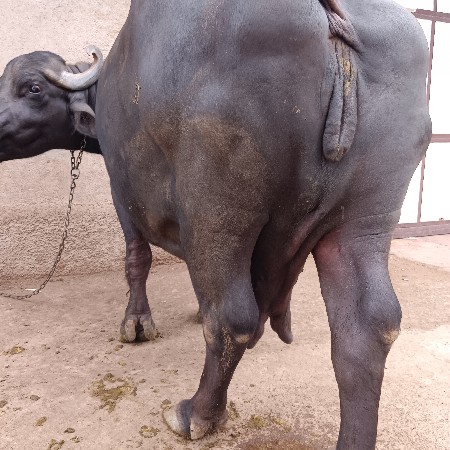 ભેંસ વેચવાની છે