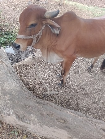 ગાય વેચવાની છે