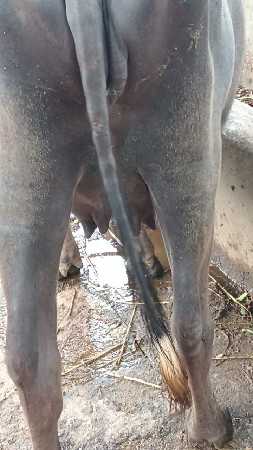 ખડેલી વેચવાની છે