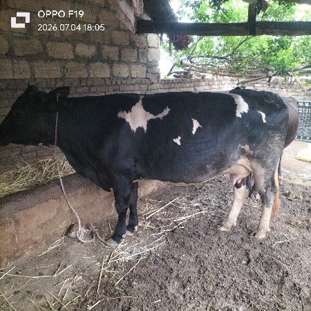 ગાય વેચવાની