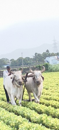 બરધ બેસવાના છે