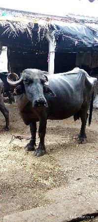 rajesh gadhvi