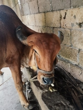 ગાય વેચવાની છે