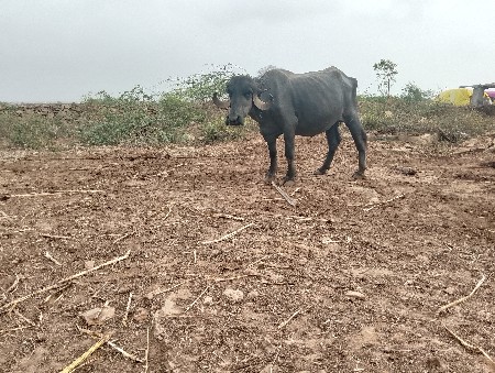 ભેંસ વેચવાની છે