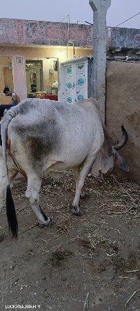 ગાય વેચવાની છે