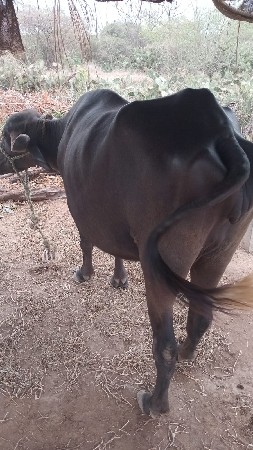 ભેંસ વેચવાની છે