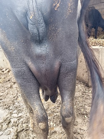 ભેંસ વેચવાની છે
