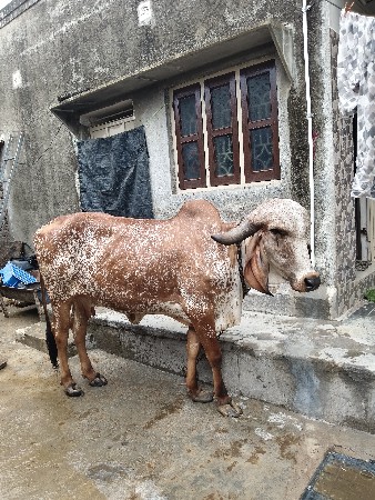 ગાય વેચવા ની છે