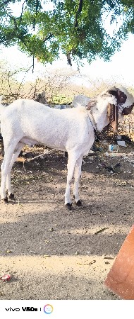 દોઢ વરસ બકરો તોતાપુરી વાઈટ આંખમાં