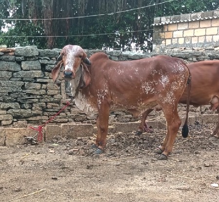 2 વર્ષ ની છે