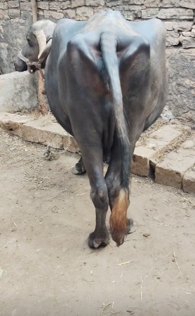ભેંસ વેચવાની છે