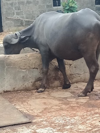 પેલા વેતર ખડાઇ વેસવાની છે