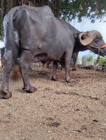 આ ભેંસ વેચવાનીછે