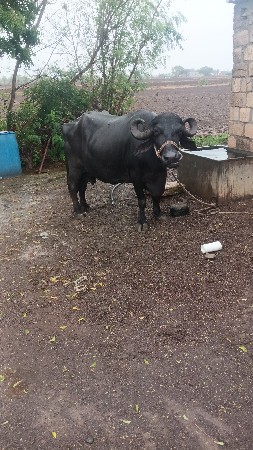 ભેસ