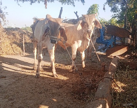 વિશાલભાઈવિનુભાઈ