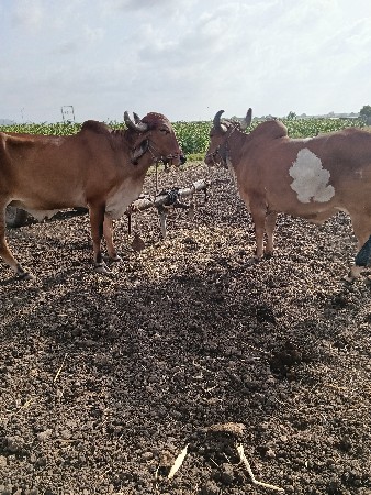 બરધ વેશવા ના છે