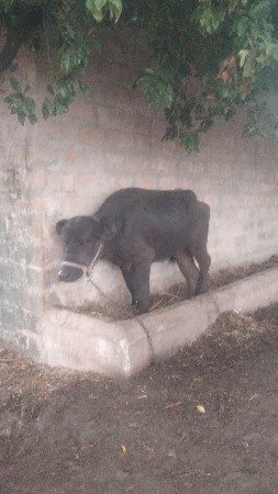 ખડેલી વેચવાની છે