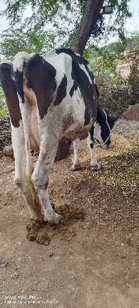 રાજુભાઈ મો. (8469848908)