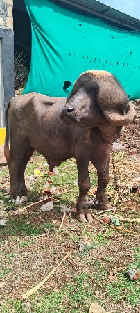 પાડો વેચવાનો સે