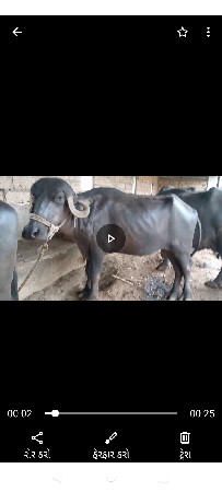 ખડેલી યુ વેચવાનીછે છે