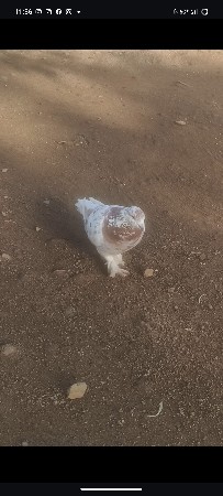 આ નાના હતા