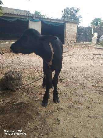 પાડી આપવાનીસે