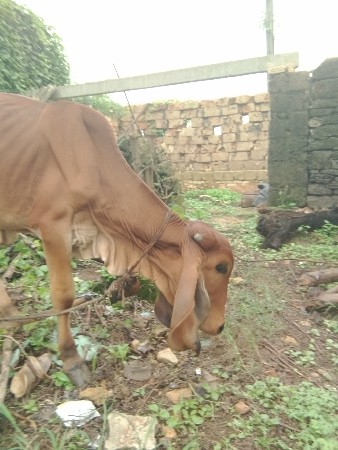 ઓરીજન ગીર વાશડિ વેચવાની છે