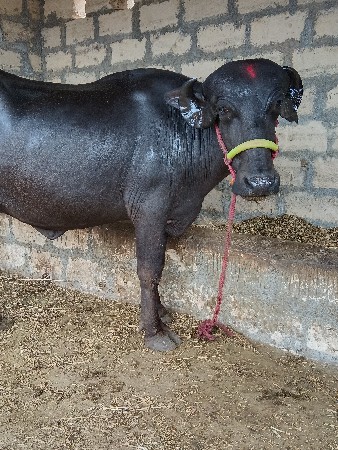 95000..જાફરાબાદી