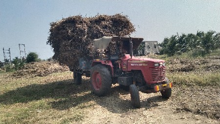 ઘાસચારા માટે શેરડી