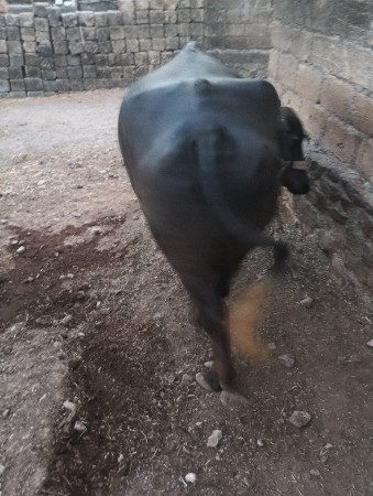 7 મહીના ની ગાભણી