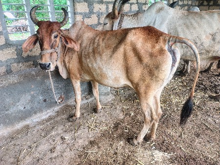 ગાય વેચવાની છે