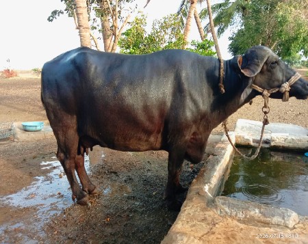 ખડેલિ વેચવાની છે